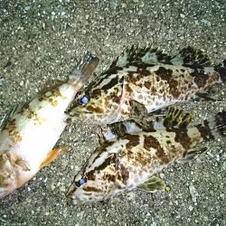 タケノコメバル狙い